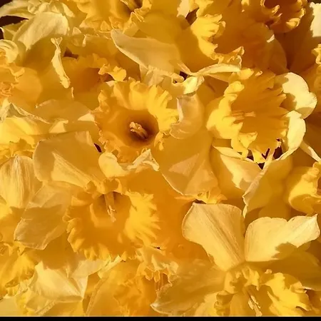 Ferluga לינה וארוחת בוקר טריאסטה